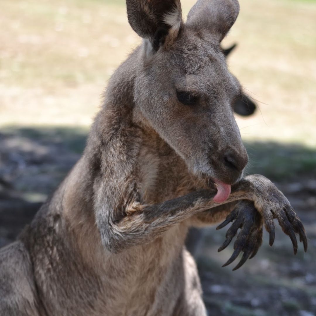 To stay cool in hot temperatures, kangaroos lick their arms until the fur and skin are sopping wet. The wind hitting their arms causes the saliva to evaporate and cool them off. 🦘 #FactManiac