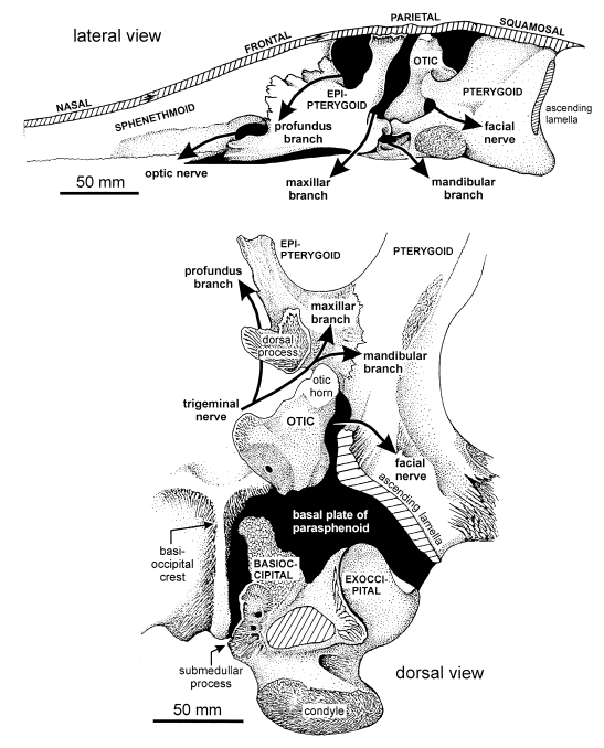 Prior to Schoch's thesis, Mastodonsaurus was actually poorly known, but it now has entire publications on single bones!Stapes:  https://bit.ly/3meTPHC&nbsp;Palatoquadrate:  https://bit.ly/3k6YjhK&nbsp;Brain ():  https://bit.ly/3ihFszY&nbsp;(these are all Schoch papers)
