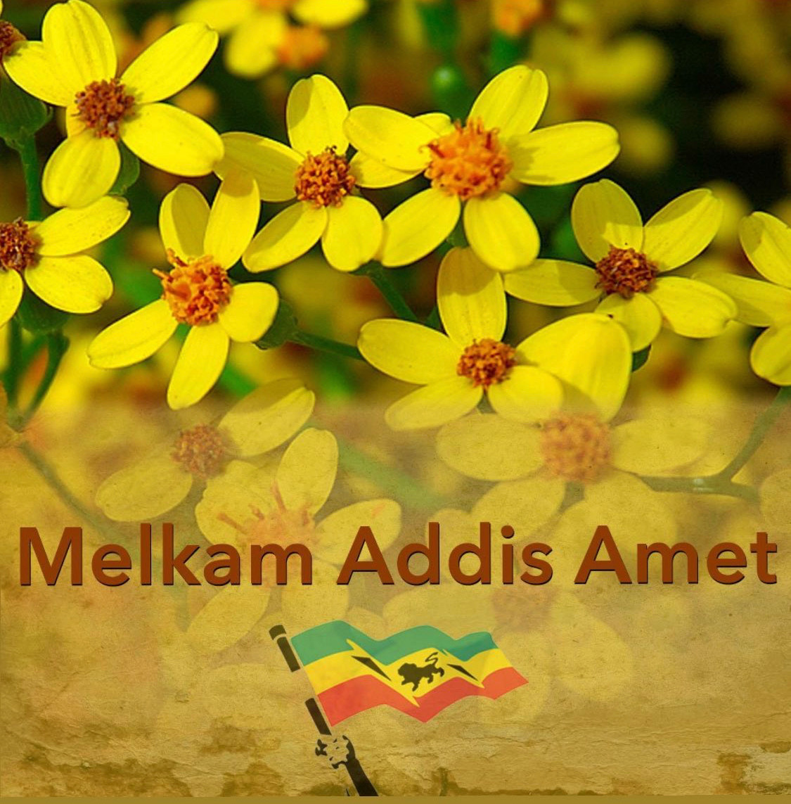 Ethiopian Medical Student Association (NA) tweet media