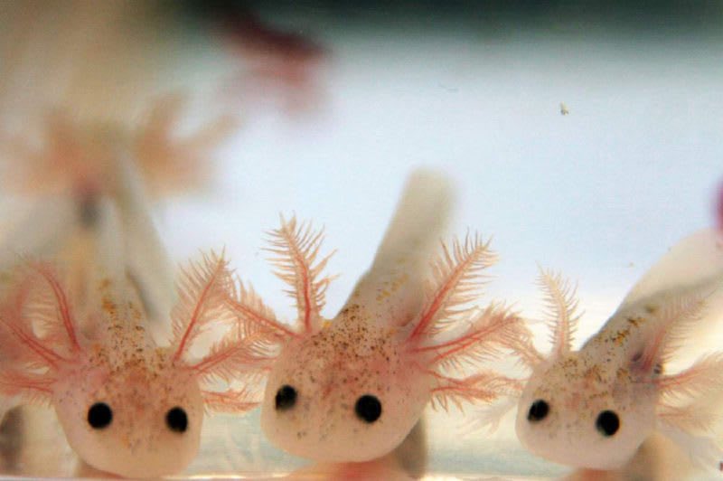 1st pic: axolotl larvae2nd: mature axolotl3rd: long toed salamander larvae4th: mature long toed salamander