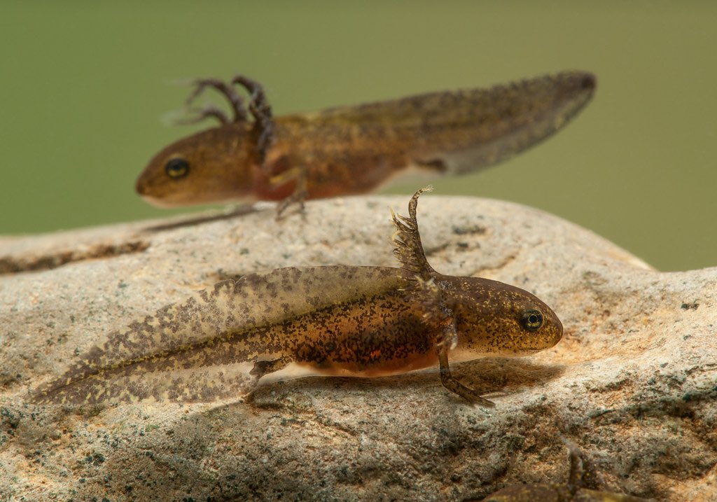 1st pic: axolotl larvae2nd: mature axolotl3rd: long toed salamander larvae4th: mature long toed salamander