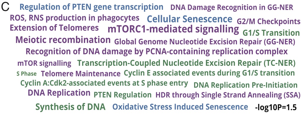 What do these duplicates do??? Well, lot's of things (so many odorant receptors! Let's ignore those), but they are enriched in pathways with functions that related to cancer biology (the purple ones in this WordCloud)...
