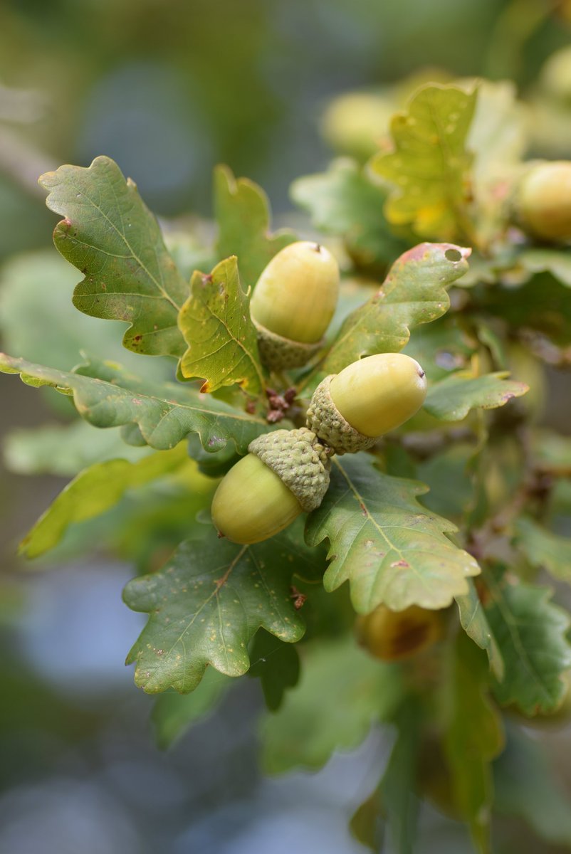 One of my favourite September activities is to sit in the sun near an oak tree, close my eyes &amp; listen for the quiet plick-plock-thump of acorns pinballing between branches before falling to the ground. It might not sound like much, but that sound is just utterly wonderful ☺️