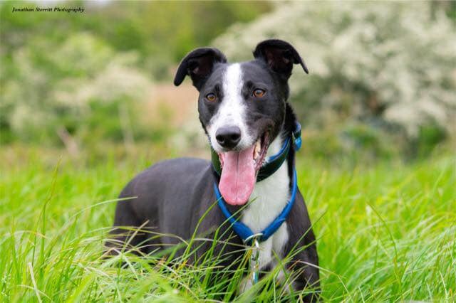 DownDogNI's tweet photo. I our recent #TalkingTip Gareth and I chat about dogs panting and we focus on dogs, thank goodness. There are two main reasons for panting, one being because dogs get hot and they pant as a way to cool down. Get more information at https://t.co/yYstqpHmkP
#DogTraining #DownDogNI https://t.co/g03KkmdOti