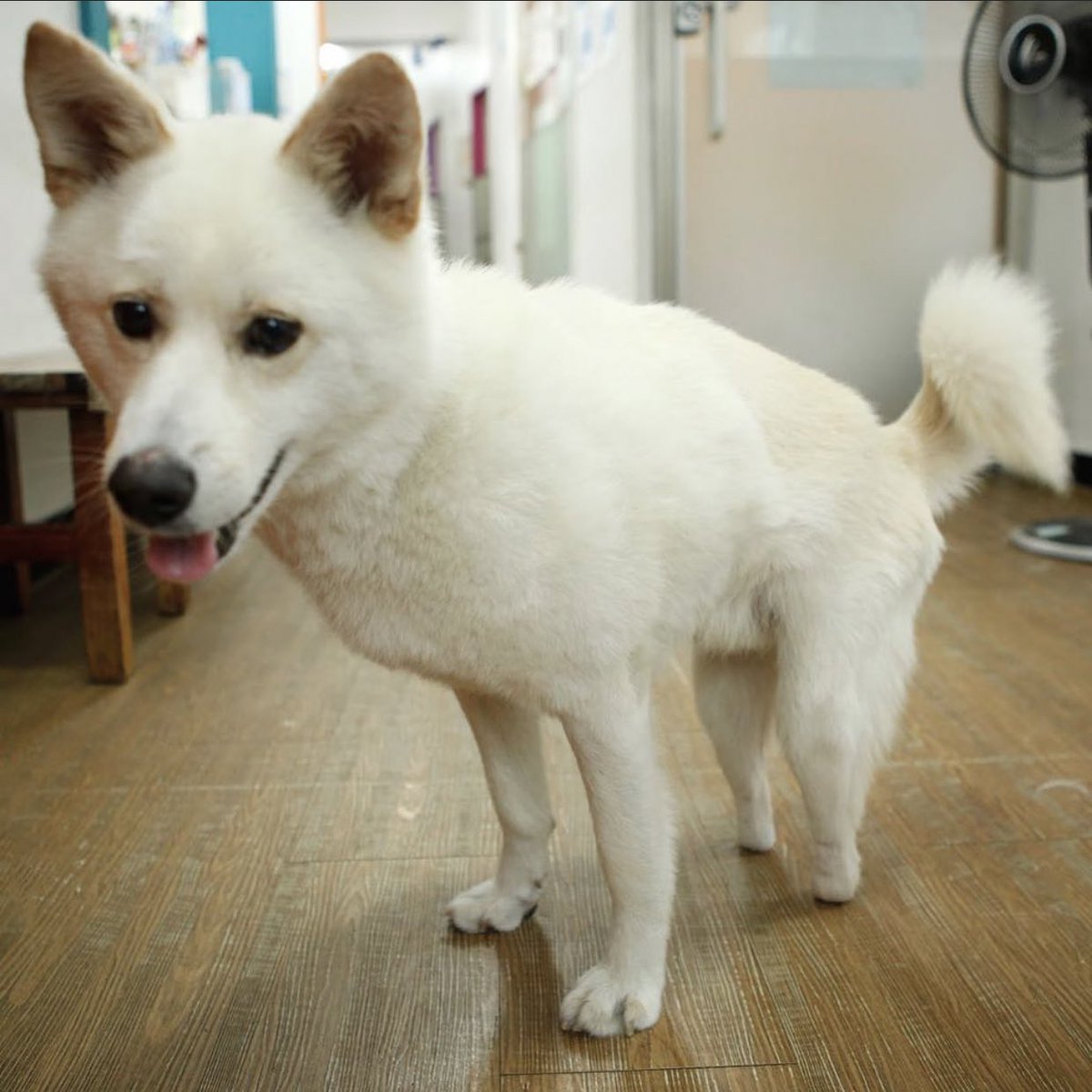 dog_rates's tweet photo. This is Jindol. He was found abandoned in the street with his back paws cut off. He’s been rescued, but still in need of medical care. Every day without prosthetics is a battle against sores and infection. You can help Jindol get new feet below. 13/10

https://t.co/fEJ5DnsSZF https://t.co/HQSosolXSL