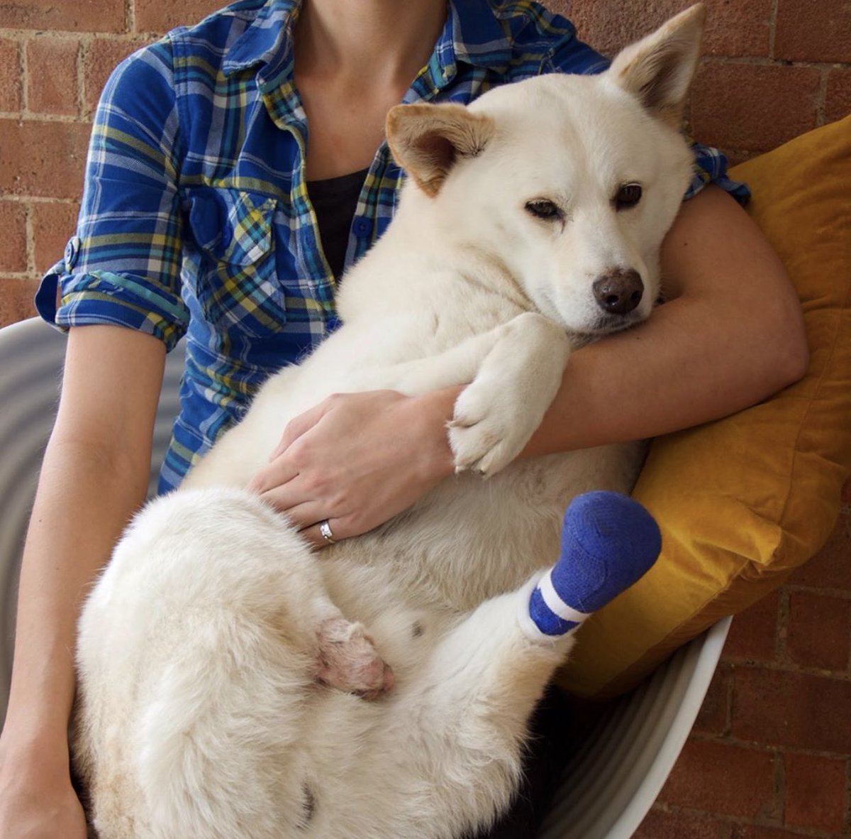 dog_rates's tweet photo. This is Jindol. He was found abandoned in the street with his back paws cut off. He’s been rescued, but still in need of medical care. Every day without prosthetics is a battle against sores and infection. You can help Jindol get new feet below. 13/10

https://t.co/fEJ5DnsSZF https://t.co/HQSosolXSL