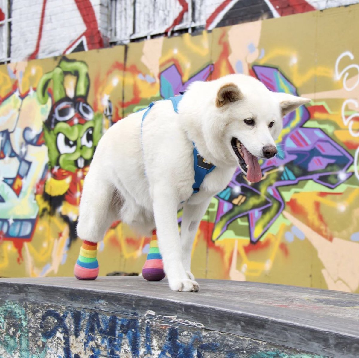 dog_rates's tweet photo. This is Jindol. He was found abandoned in the street with his back paws cut off. He’s been rescued, but still in need of medical care. Every day without prosthetics is a battle against sores and infection. You can help Jindol get new feet below. 13/10

https://t.co/fEJ5DnsSZF https://t.co/HQSosolXSL