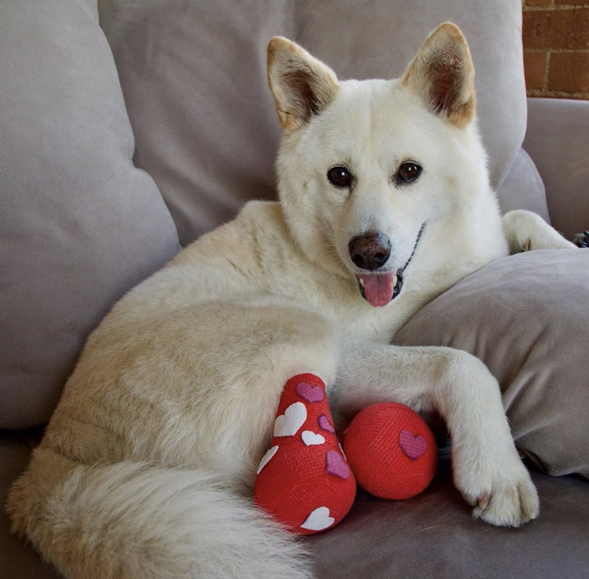 This is Jindol. He was found abandoned in the street with his back paws cut off. He’s been rescued, but still in need of medical care. Every day without prosthetics is a battle against sores and infection. You can help Jindol get new feet below. 13/10

gofundme.com/f/rescue-dog-j…