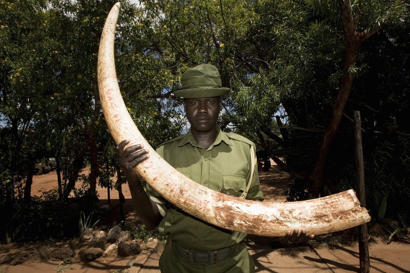 While the war against poaching seems to be already lost, there is one country where things are changing, Kenya. Here, the population of elephants has doubled in 30 years, thanks to the efforts of park rangers and the Kenyan government. ©Cristiano Bendinelli/LUZ