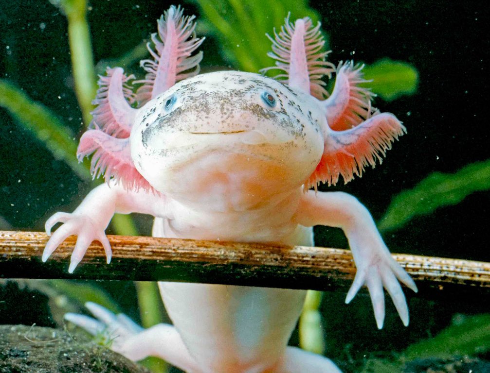 Back to the cancer resistant part:if axolotl gets cancer [which is rare as shit] the limb [or organ] can be removed & it will be back to perfect in health in 40-50 days.