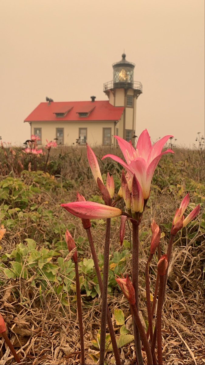 PointCabrillo's tweet photo. Amaryllis belladonna, the smoky version 💔 https://t.co/FoK79HyClQ