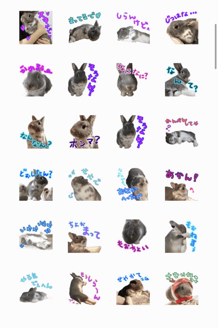 Choco_Rabbit912's tweet photo. 【🎂♥️3歳になりました♥️】
ボクの3歳になった記念の
LINEスタンプができたみたいだよ🐰💕🌸

■第2弾 LINEスタンプ♥️
関西弁～うさぎの国のおチョコ様～💗🐰🌸
■https://t.co/kV5CJmY5lj■

第1弾はコチラ( * ॑˘ ॑*  ) ⁾⁾
■https://t.co/FF0z6EUEcZ■

みんなに使ってもらえたら嬉しいな🐰💕🌸🌸 https://t.co/0IQoHV2Gel