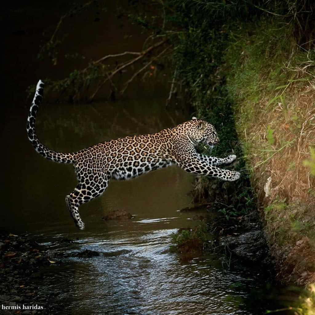 BigCatsIndia's tweet photo. The Leap..!
.
.
.
.
.
.
.
.
.
.
.
Follow @bigcatsindia for more
Pic Credits @hermis.haridas
#bigcatsindia #bigcats #savebigcats #savetigers #savelions #saveleopards #savewildlife #savenature #savethetiger #wildlifeconservation #wildlifephotography #wildlifeindia #saveeart… https://t.co/wEGyzzWhNL