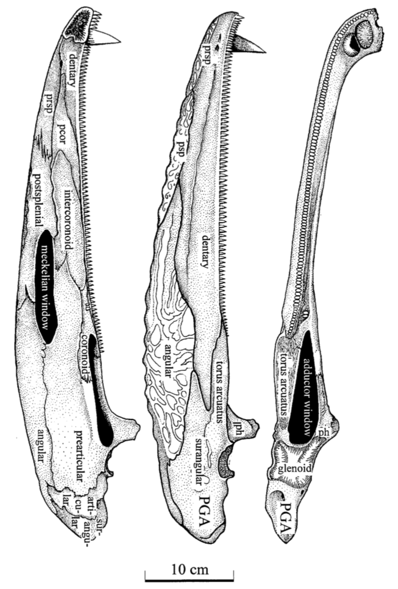 After Schoch's studies, Mastodonsaurus now forms the go-to reference point for capitosaur comparative anatomy and is one of the most iconic Mesozoic taxa