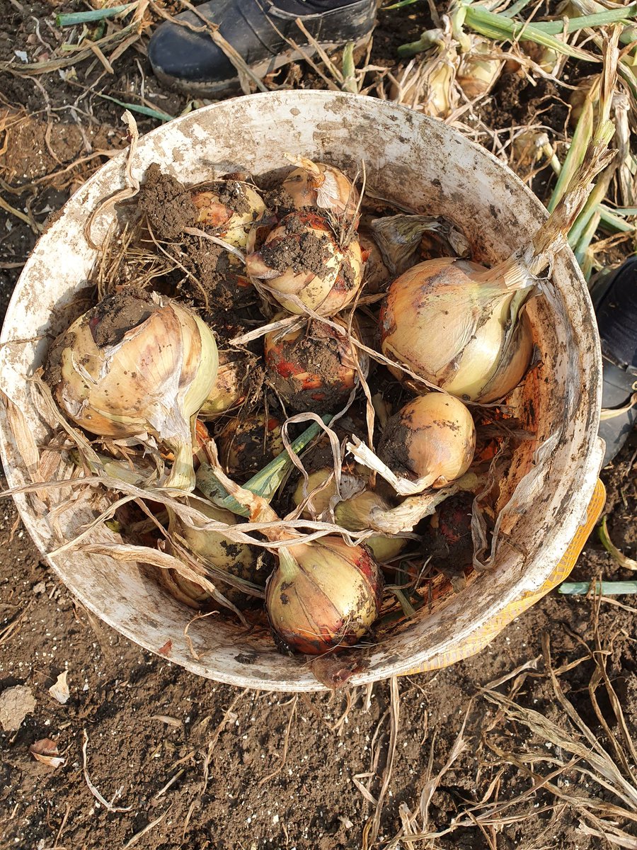 Vandaag proef rooiingen gedaan op 5 percelen die dit jaar gescand zijn door <a href="/Dronewerkers/">Dronewerkers</a>. Op 5 verschillende plekken gemonsterd naar aanleiding van de drone beelden. Soms grote verschillen in het perceel. <a href="/Jaap_Jonker9/">Jaap Jonker</a> <a href="/DeGrootenSlot/">De Groot en Slot</a> <a href="/DickvanKranenbu/">Dick van Kranenburg</a> 
Nathan