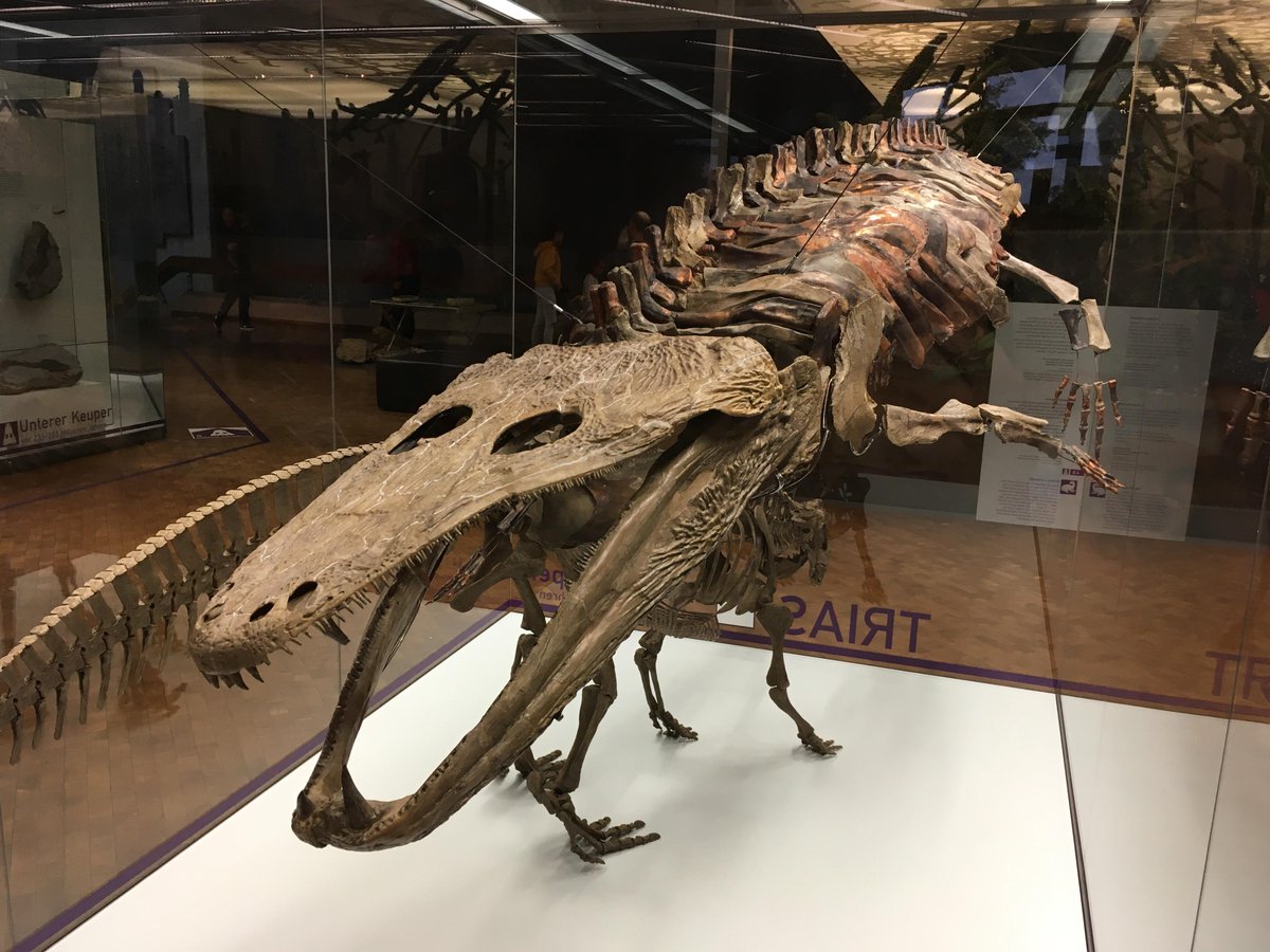 Day 11 of  #StereospondylSeptember: the OG temno, the capitosaur Mastodonsaurus from the Middle Triassic of Germany ! #FossilFriday  #scicomm : u/sfa83 (via Reddit)