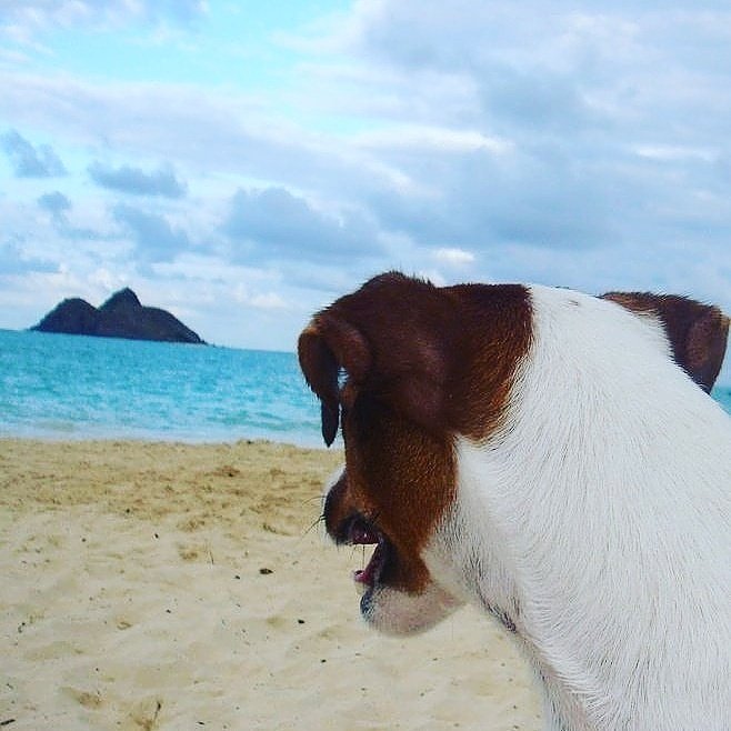 Hokuwear's tweet photo. Happy Aloha Friday peeps! #alohafriday #rip #dogsoftwitter #dogs #cuteness #doglovers #animallover #jackrussellterriers #kailua #hawaii #oahu #hokuwear #missyou #jrts https://t.co/CHsFKyJZz7