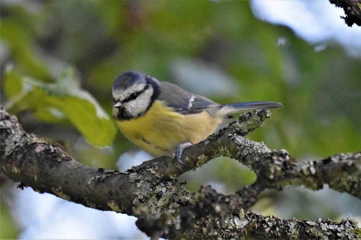 BroomfieldKeith's tweet photo. A blue tit in woodland in #Strathdevon today #Clackmannanshire https://t.co/4n8DtDzSl0