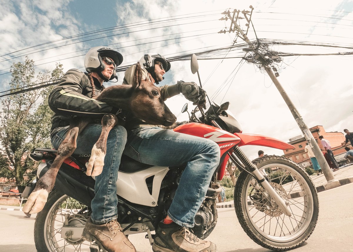 DiscovTurboTV's tweet photo. Zack Courts and Ari Henning are on the “moove!” 🐮 Watch an episode of Throttle Out TONIGHT at 9/8c on MotorTrend!
Stream every episode NOW on the @MotorTrendApp! ➡️ https://t.co/TovphqS9tI
#ThrottleOut #MotorTrend https://t.co/R42S0ppibF