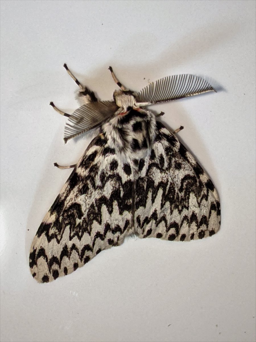 AlastairSteven7's tweet image. Some New Forest moths from this week: Black Arches, Crambus hamella, Sallow, Crambus pinella.