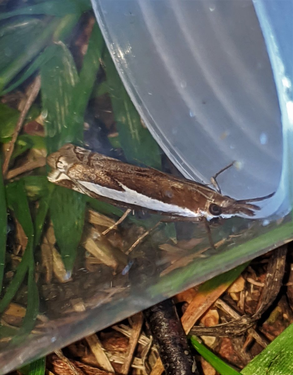 AlastairSteven7's tweet image. Some New Forest moths from this week: Black Arches, Crambus hamella, Sallow, Crambus pinella.