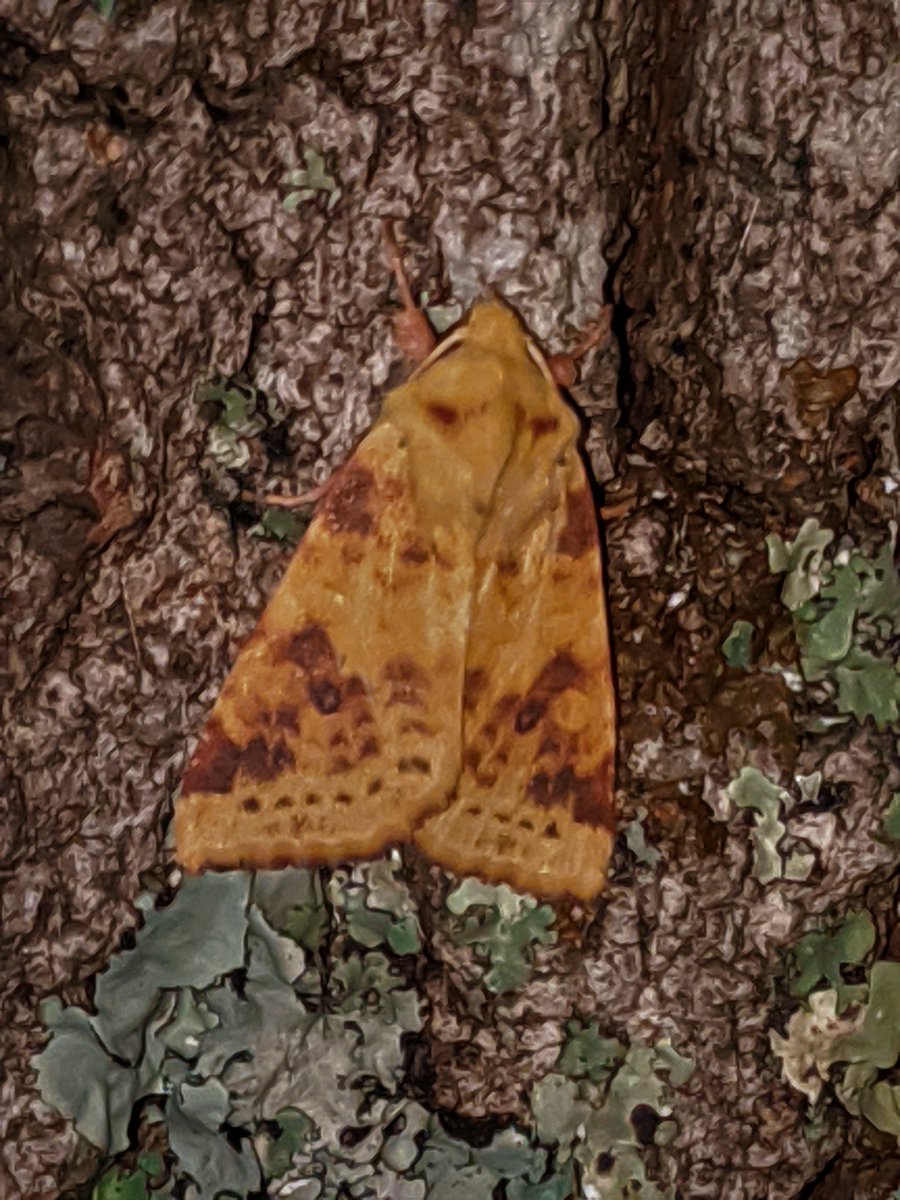 AlastairSteven7's tweet image. Some New Forest moths from this week: Black Arches, Crambus hamella, Sallow, Crambus pinella.