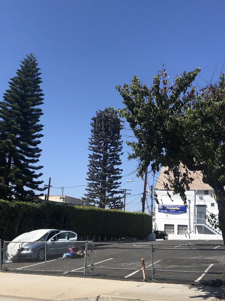 33rdLvl's tweet photo. #FAKETREES #5G towers spotted in LA, CA. https://t.co/FUg2Rz2sYk