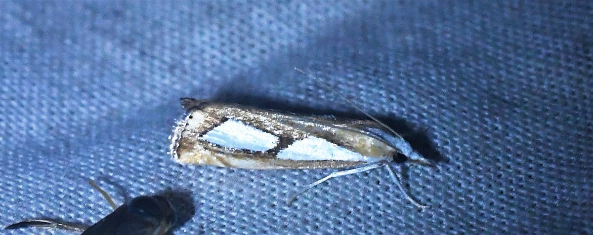 AlastairSteven7's tweet image. Some New Forest moths from this week: Black Arches, Crambus hamella, Sallow, Crambus pinella.