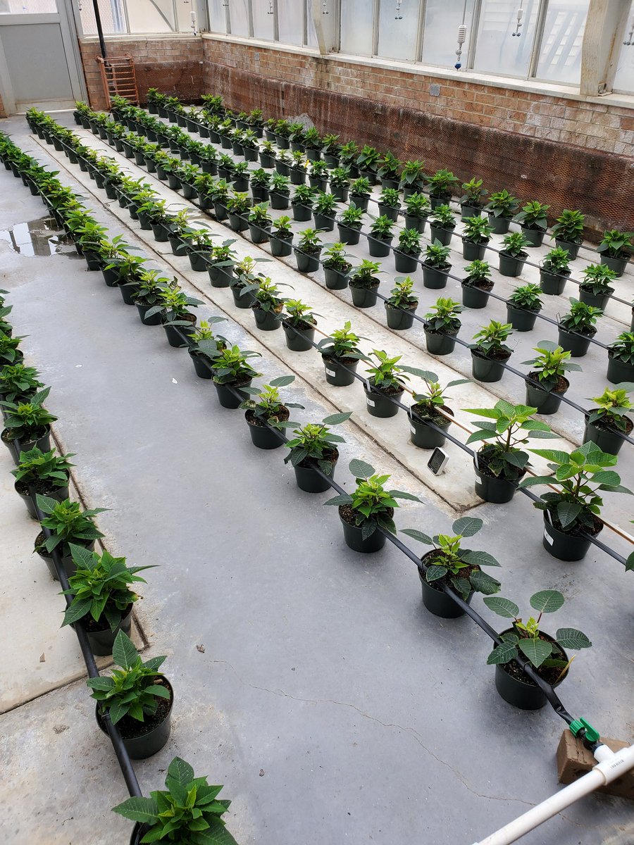 Poinsettia experiments being conducted during virtual learning using the <a href="/DummenOrangeEU/">Dümmen Orange, EU</a> trial poinsettias; effects of plant growth regulators on plant height and node count. Also charting temperature and humidity for correlations.  #fcpscte