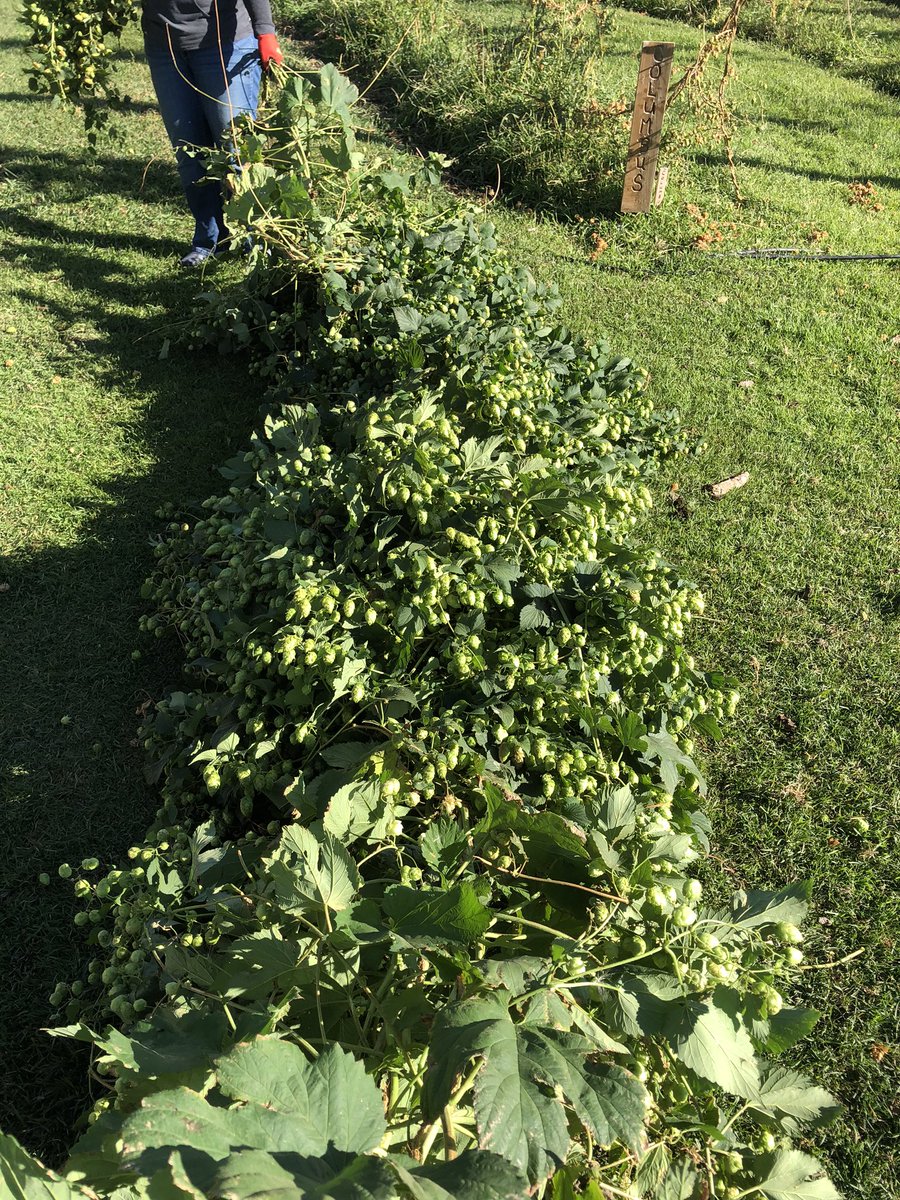 These #nugget first on the harvester today.