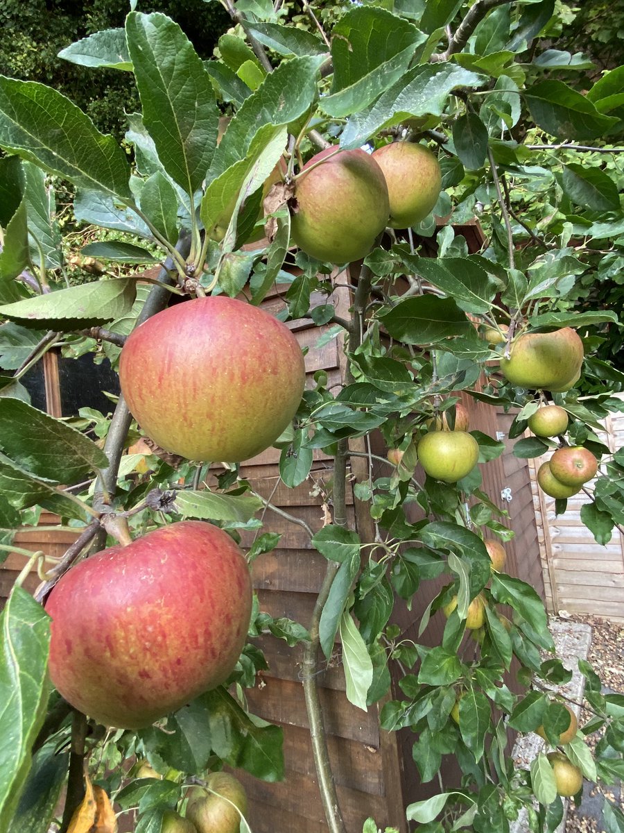 JohnJamesNI's tweet image. Anyone got an apple tree? How do you know ‘when they’re ready’ ?! #AppleTree #SurreyProblems 🍏🍏🍏