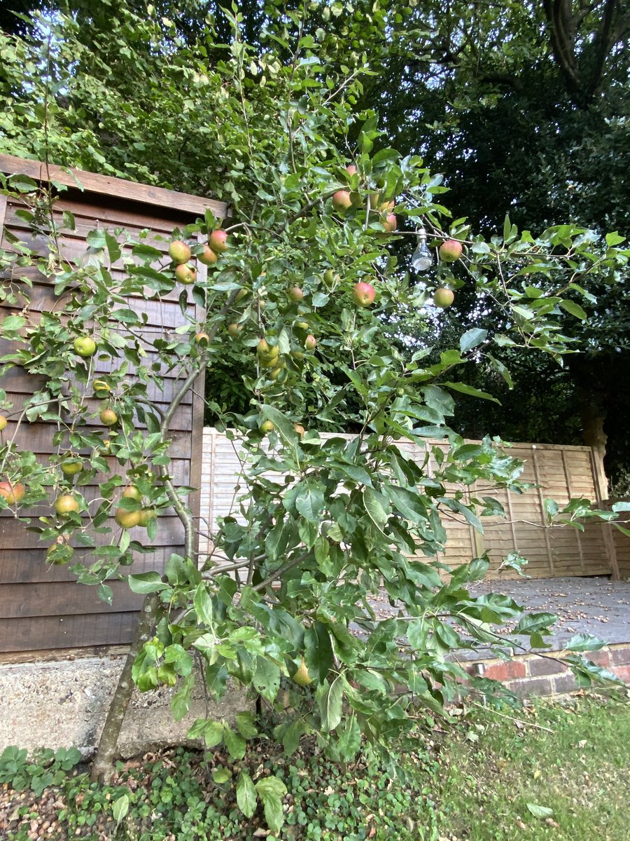 JohnJamesNI's tweet image. Anyone got an apple tree? How do you know ‘when they’re ready’ ?! #AppleTree #SurreyProblems 🍏🍏🍏