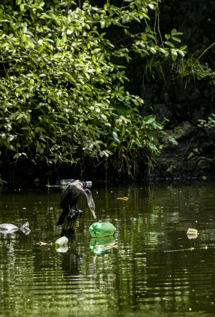 El Lago de Los Andes en San Miguelito, refugio de la fauna silvestre, también sufre el impacto de la contaminación. Se pueden apreciar aves como Cara-cara, Cormorán Neotropical, Águila pescadora y una Garza #LaPrensaSecuestrada informa prensa.com Fotos: Román Dibulet