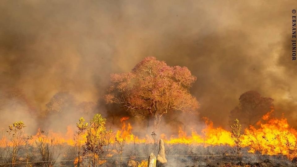 É tudo tão triste. 

 #NINJAambiental #RadarQueimadas #Pantanal #sospantanal #incendio #queimadas
