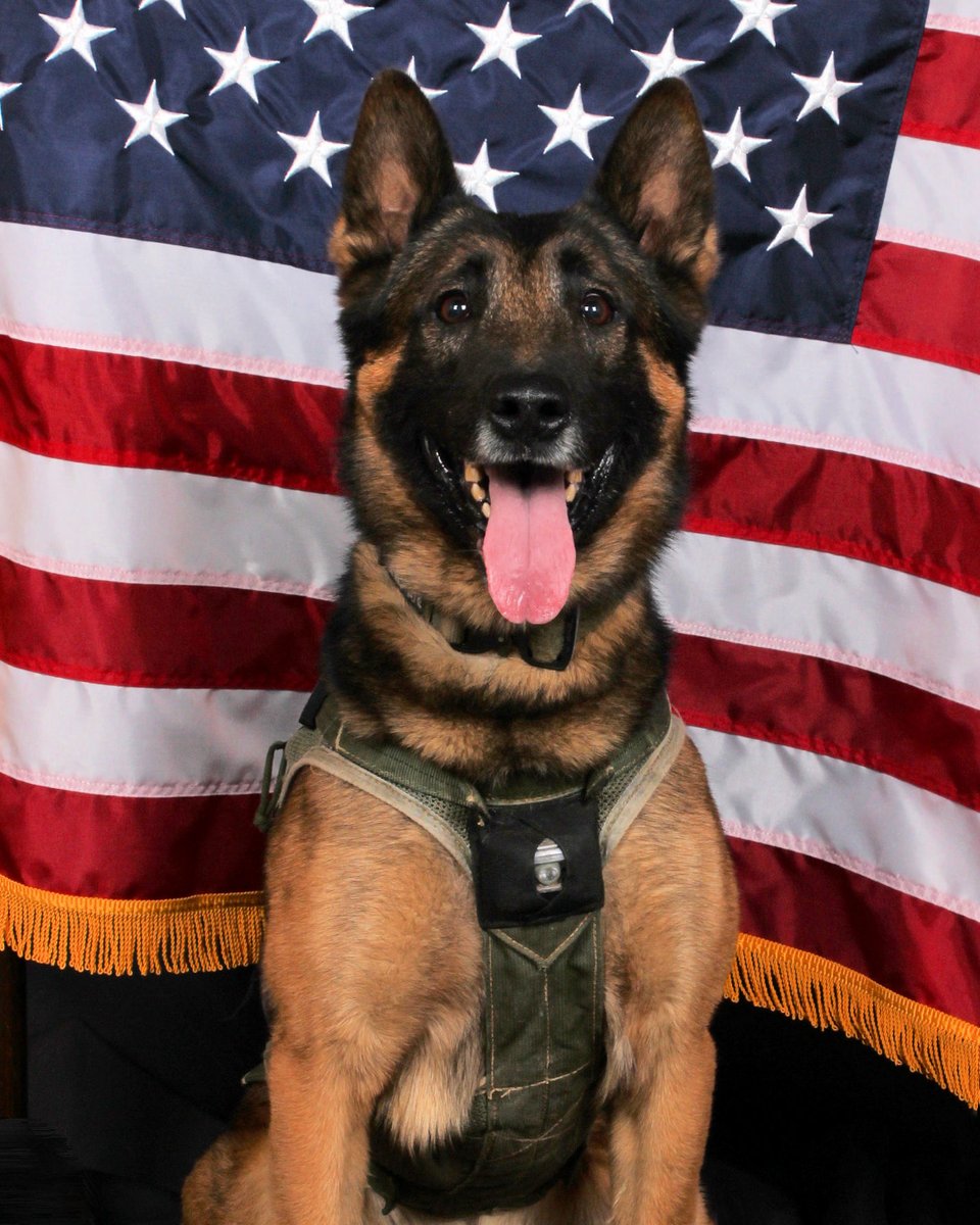GwinnettPd's tweet photo. Remembering K9 Blue https://t.co/8zw0owL3eU
