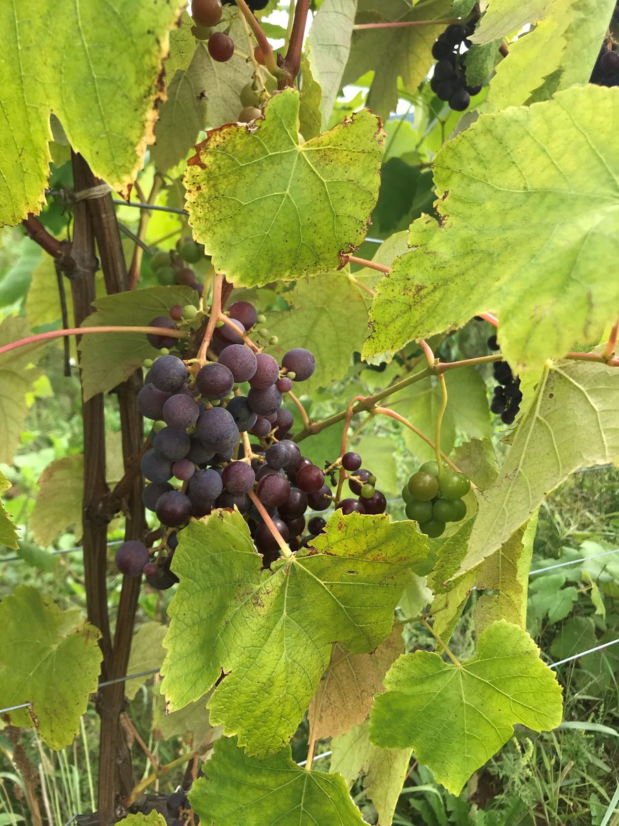 MathewVankough1's tweet photo. Yesterday was a wonderful day to assess grape vine health at @Benjamin_Bridge. Thanks to @BillLivingstone for helping conduct the flight. @NSCCResearch #EATLab https://t.co/AdL9isy50c