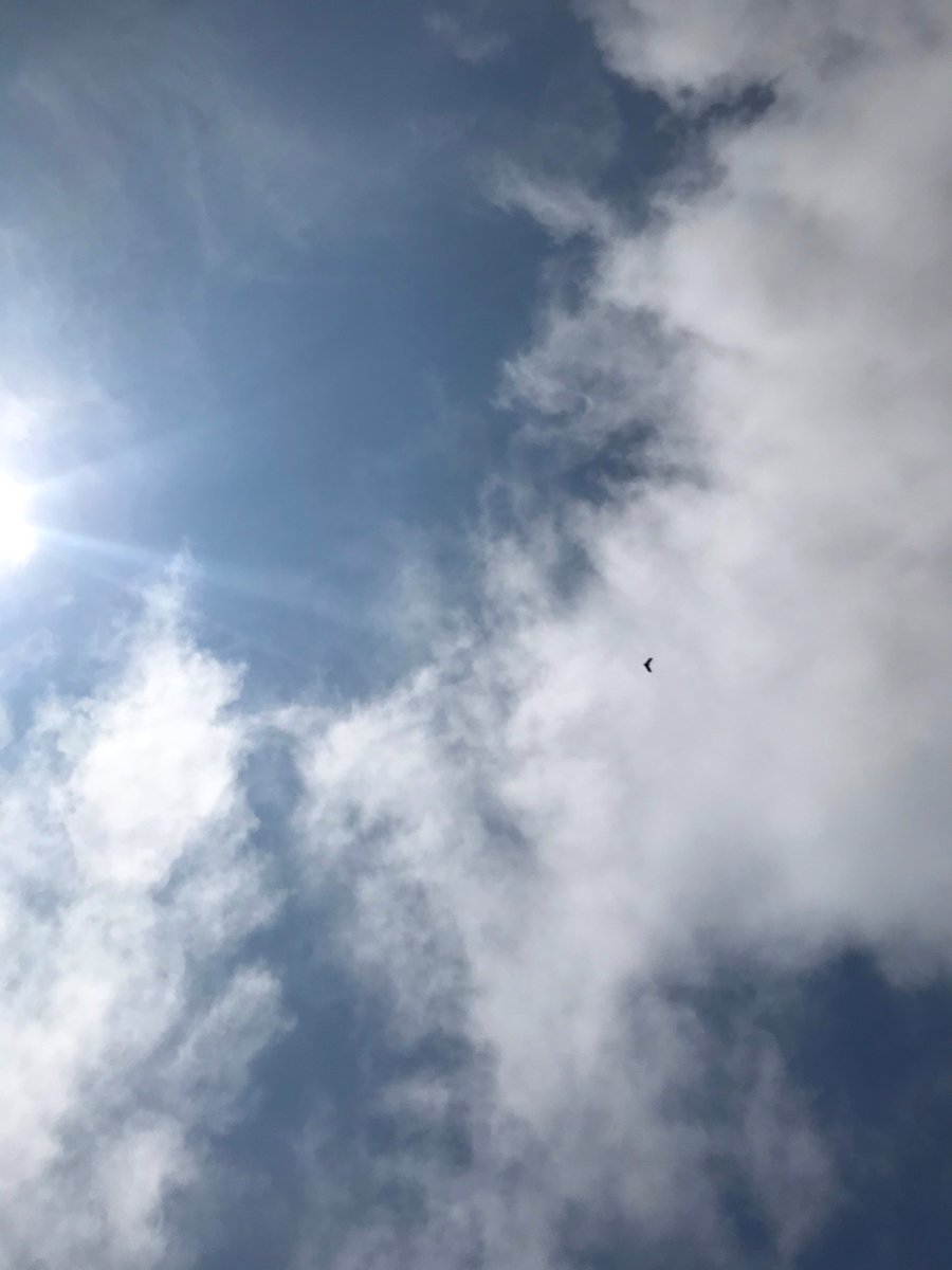 MathewVankough1's tweet photo. Yesterday was a wonderful day to assess grape vine health at @Benjamin_Bridge. Thanks to @BillLivingstone for helping conduct the flight. @NSCCResearch #EATLab https://t.co/AdL9isy50c