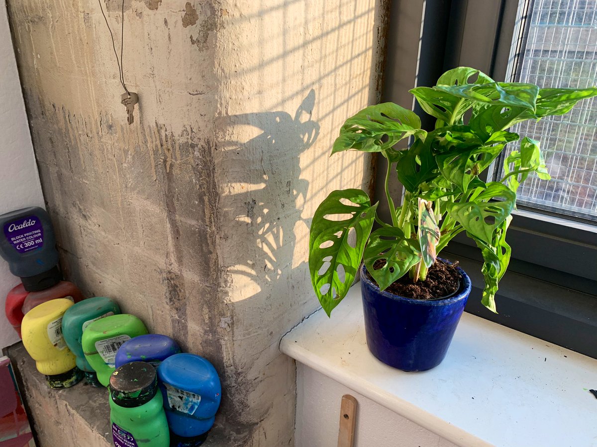 𝖸𝗈 𝖮𝗄𝖺𝖽𝖺 Auf Twitter 殺風景な私のスタジオに 観葉植物を置いてみた 今ちょうど植物 の絵も描いているので モチーフになる予定 穴が空いてる面白い葉っぱ Monstera Monkey Leafという名前