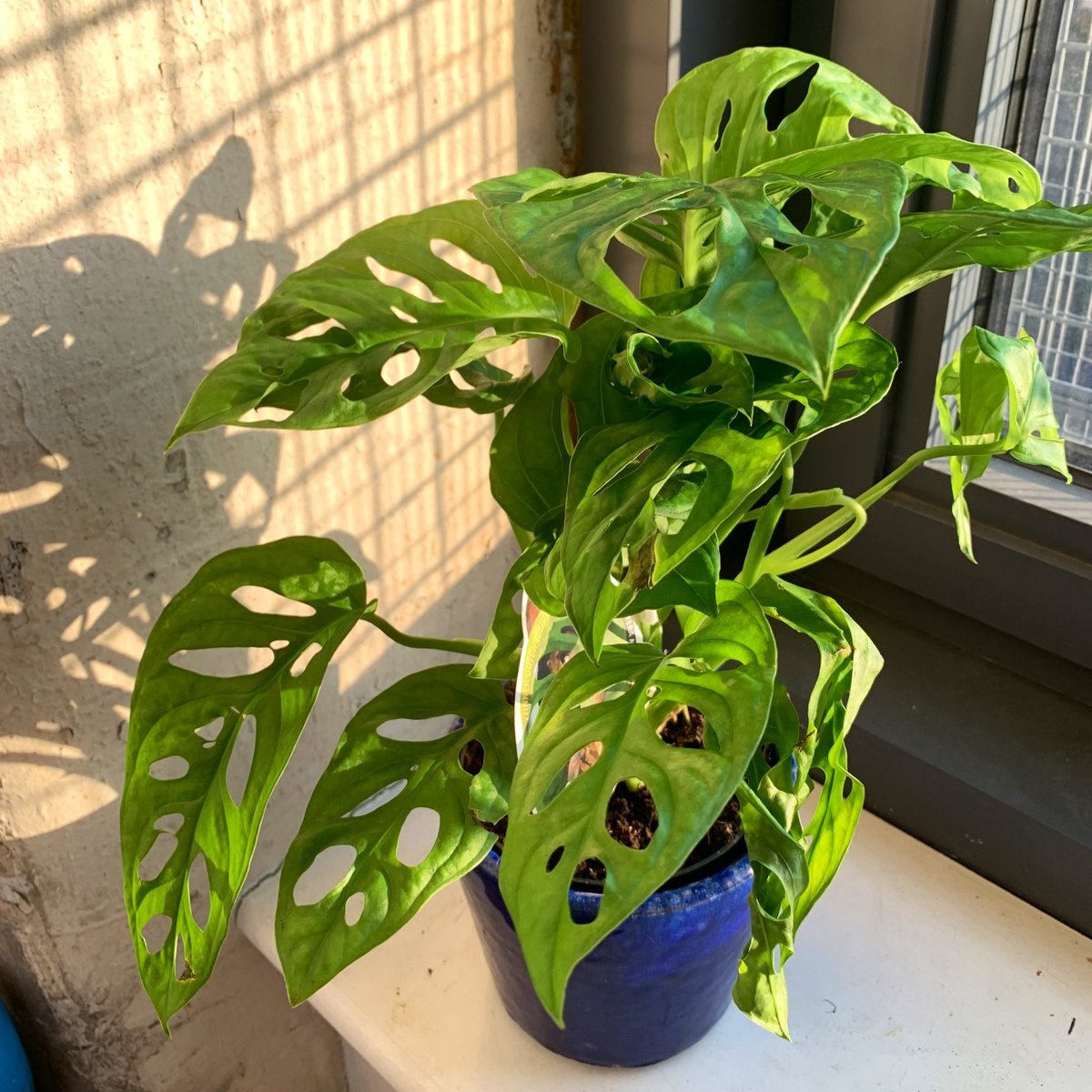 𝖸𝗈 𝖮𝗄𝖺𝖽𝖺 殺風景な私のスタジオに 観葉植物を置いてみた 今ちょうど植物 の絵も描いているので モチーフになる予定 穴が空いてる面白い葉っぱ Monstera Monkey Leafという名前