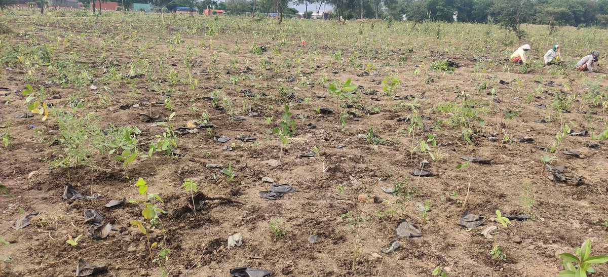 RaviG_Choudhary's tweet image. Plantation phase of Maharashtra's biggest native forest is in full swing and expecting completion of plantation phase by this month end only. Here we are planting 75,000+ trees.
This is just beginning, many more to come...😊
#CANPACK #UBL #PYF #MECC #MIDC
@PrayasGroup