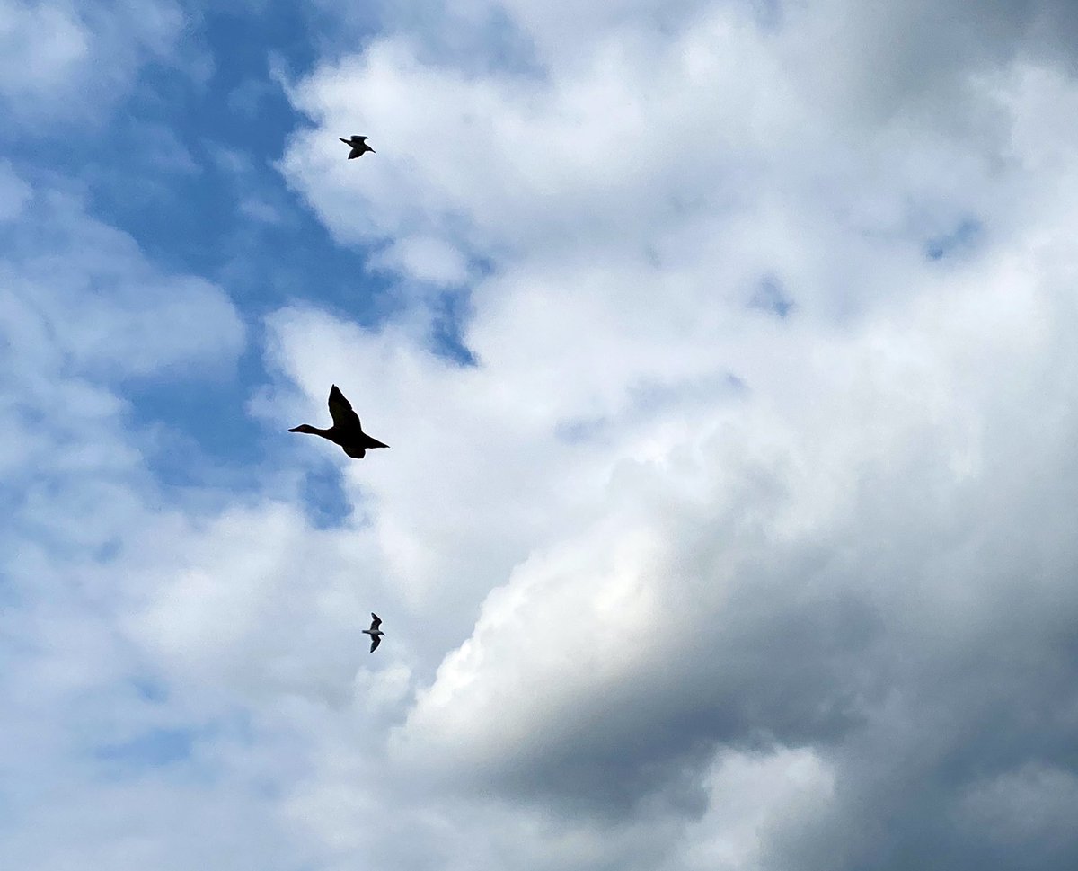 Cloudy 18* One goose  crossed two gulls↩️🕊↪️🤣🤣🤣 #FridayVibes #weather #NaturePhotography <a href="/ajsg/">AJSG🙏🏾❤WxPhotoArtLady♉🎨</a> <a href="/xusvalencia/">Jesús🦇Martínez📸</a> <a href="/ar_ar888/">Ar</a> <a href="/kelly_dubs/">Kelly Woods</a> <a href="/KinlochSusan/">Susan & Orla🐶🏴󠁧󠁢󠁳󠁣󠁴󠁿🇪🇺</a> <a href="/countryboots126/">Suzanne's Scenes Photography 📷</a> <a href="/PicPoet/">The Picture Poet</a> <a href="/enjoyscooking/">JaneyG</a> <a href="/Antiss69/">Anja Tißen 🇩🇪🇪🇺</a> <a href="/engelchenmandy/">MandyF</a> <a href="/luketaplin42/">Luke</a> <a href="/skrella/">Chris</a> <a href="/LisavonSteijern/">Lisa von Steijern🇸🇪</a> <a href="/MeLinNature/">MeL.In.Nature 🩵</a> <a href="/cloudymamma/">Cloudymamma</a>