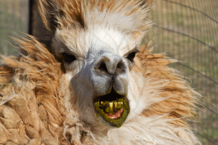 This alpaca formally requests an end to Friday news dumps for the duration of quarantine, thank you very much