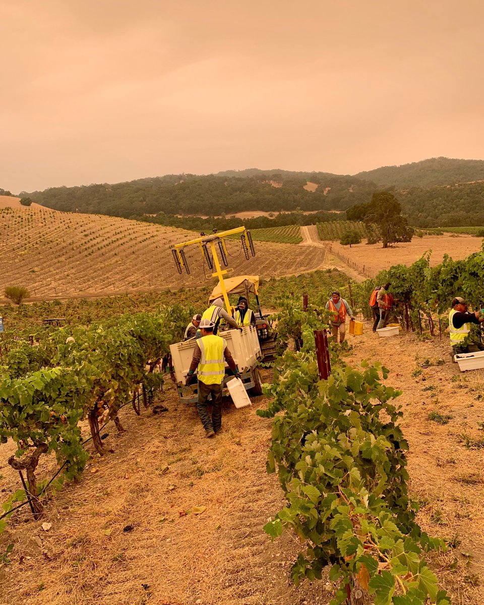 I'm convinced that 2020 will be an inflection point for the American winemaking community: the year climate change got real. As I write this, I'm staring out at a dim, yellow landscape, the indistinct sunlight filtered through a thick layer of atmospheric smoke. A thread. 1/