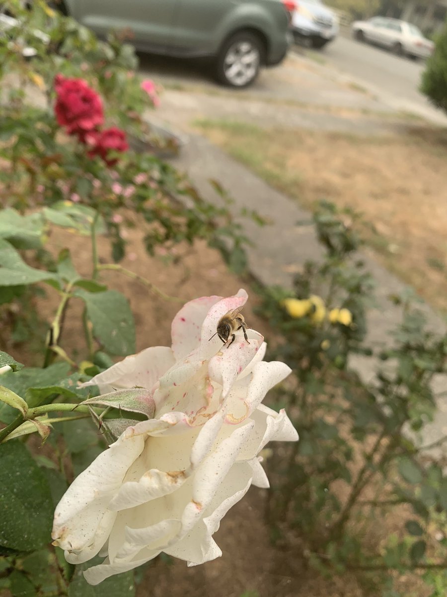 CaptainKerr707's tweet image. This bee landed on one of my roses yesterday. It seemed like it was dying because it wouldn’t fly away no matter how close I got to it.  Seems the smoke from all the fires is getting to it. Still there this morning too...