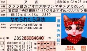 wakuwakujapones's tweet photo. El día del 🐱 en #Wakuwakujapones 

Carnets de conducir de🐈! De verdad ???Claro q Si!

En los años 1980-90 eran muy populares en todo Japón!

 Se llamaban なめ猫 (nameneko) y son muy graciosos aún hoy !

#gato #Japones #Zaragoza https://t.co/070MAAZShh