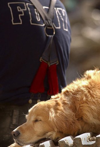 Riley was not a trained cadaver dog, and became sad when he wasn’t finding people alive. But the ear scratches and hugs from the police officers and firefighters helped everyone, including Riley.