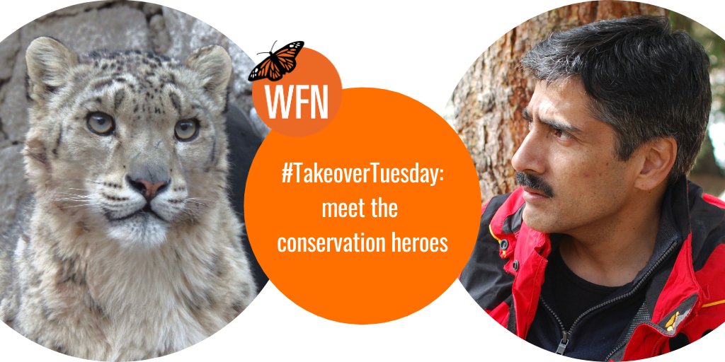 WhitleyAwards's tweet photo. 🔊NEWS: #WhitleyGoldAward winner &amp; @snowleopards director, Charu Mishra, will join us for September's #TakeoverTuesday!

Tune in on the 29th to hear about this #conservation legend's work with big cats in the high Himalayas...

"Because we owe them to our future generations."🏔️🐅 https://t.co/f7rCYpCwig