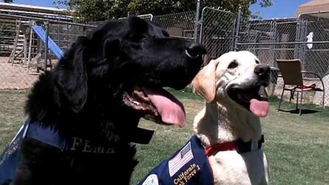 COBY & GUINNESS Coby and Guinness, both labrador retrievers, searched tirelessly through the rubble of the World Trade Center before returning home to Southern California to retire at their handler’s home.