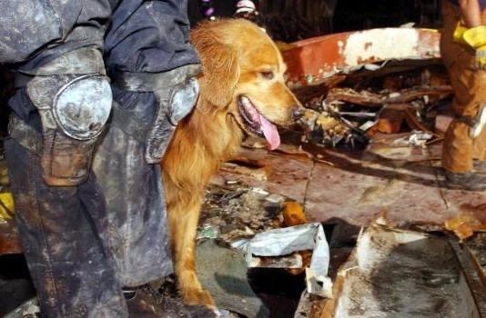 THUNDERThunder and handler, Kent Olson, traveled from Lakewood, Washington to search through the rubble for victims of the September 11 terrorist attacks. Olson and Thunder often searched Washington for victims and survivors of avalanches and possible drownings.