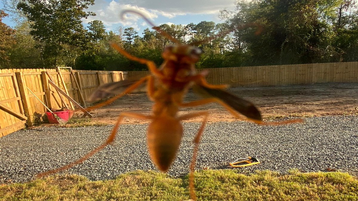 ppsriverregion's tweet photo. Wasp nests near your home pose problems. Wasps may become aggressive scavengers around food. A professional exterminator knows which sprays to use that will not harm your loved ones. Call Extermitech today, (334) 209‑4590. 

#extermitech #pestcontrol #wasps #bees #flyinginsects https://t.co/mSKyDFtXOD